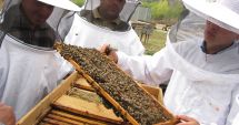 Veste bună pentru apicultori: a fost prelungit termenul de depunere a documentelor justificative!
