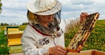 Veste bună pentru apicultori: se plătesc ajutoarele de stat!
