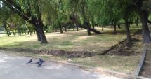 Stire din Social : Vești bune pentru iubitorii de animale din Constanța