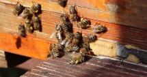 Stire din Actualitate : Britanicii sunt  în alertă! Invazie  de viespi ucigașe