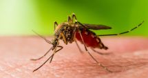 Stire din Sănătate : Primul caz de infecţie cu virusul West Nile, confirmat la un bărbat din Bucureşti