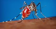 Stire din Actualitate : Stare de urgență mondială din cauza virusului Zika