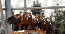 Stire din Actualitate : După 70 de ani de absență vulturul sur revine în munții României