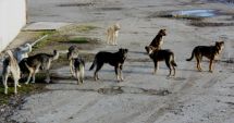 Stire din Eveniment : Copil în stare gravă, după ce a fost atacat de o haită de câini. Mama acuză un veterinar, stâpânul a 8 animale