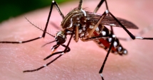 Stire din Social : Virusul WEST NILE lovește din nou în ROMÂNIA