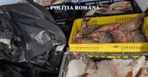 Captură de 133 de kilograme pește, descoperită de polițiștii constănțeni într-un autoturism