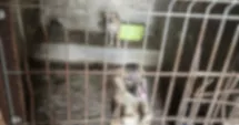 Stire din Social : 90 de câini găsiți în condiții greu de imaginat. Autoritățile au decis preluarea tuturor animalelor