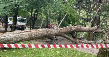 Stire din Social : Copacul care a căzut peste o femeie în parcul IOR era verde