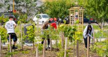 Ateliere de plantat flori perene în cartierul Inel 2