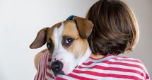 Stire din Social : Vreţi să adoptaţi un câine? De ce acte aveți nevoie