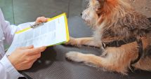 Stire din Social : Vreți să adoptați un câine? De ce acte aveți nevoie