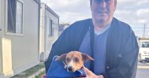 Stire din Social : Ruby a plecat acasă, dar zeci de alţi căței aşteaptă să îşi găsească o familie