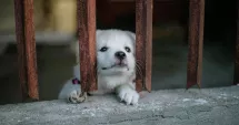Stire din Social : Cum puteți adopta câini din Adăpostul Public de Animale Abandonate Constanța