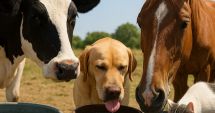 Stire din Social : Nu uitaţi să asiguraţi hidratarea corespunzătoarelor a animalelor pe timp de caniculă!