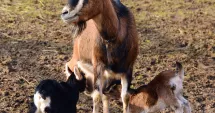 Stire din Social : Medicii veterinari încep verificările la animalele din Siliștea și Țepeș Vodă