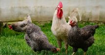 Stire din Social : Opriţi gripa aviară înainte să ajungă în curtea voastră! Ce recomandă specialiştii