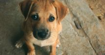 Campania „Adoptă un cățel” continuă. Constănţenii sunt aşteptaţi la Adăpostul pentru animale fără stăpân