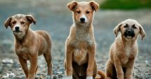 Stire din Social : Câinii fără stăpân, în atenţia specialiştilor Autorităţii Sanitare Veterinare
