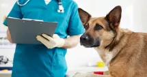 Stire din Social : Aveți un câine? Iată care vă sunt responsabilitățile în acest an