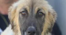Stire din Social : Aron, un cățeluș de trei luni, își caută o familie