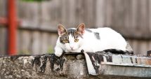 Stire din Social : O nouă campanie de sterilizare gratuită a animalelor de rasă comună din oraș