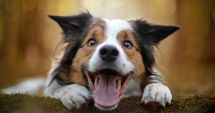 Constănţenii sunt aşteptaţi la concursul „Cel mai popular câine adoptat”