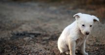Stire din Social : Campania „Adoptă un cățel” continuă. 400 de suflete îşi aşteaptă stăpânii