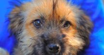 Stire din Social : Adoptaţi-i! Sute de câini aşteaptă să facă parte dintr-o poveste frumoasă