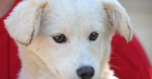 Stire din Social : Apel către iubitorii de animale. Oferiți-le un cămin acestor ghemotoace de blană!