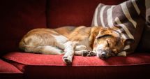 Stire din Social : Faceţi-vă singuri un cadou, înainte de sărbători! Adoptaţi un cățel!