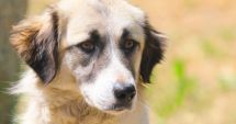 Stire din Social : Fiţi eroul cuiva care nu poate cere ajutor! Adoptaţi un suflet blănos!
