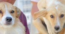 Stire din Social : Sute de căţei așteaptă să fie adoptaţi la Adăpostul pentru animale abandonate din Constanța