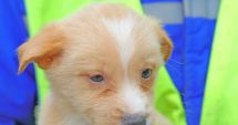 Stire din Social : Poppy și Luna au nevoie de o familie. Cine îi adoptă?
