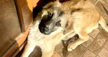 Stire din Social : Adoptați un cățel! Schimbați un destin!