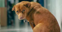 Stire din Social : Campania „Adoptă un cățel” continuă. Ajutați un suflet blănos să găsească o familie!
