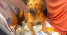 Stire din Social : Aproape 180 de câini au fost adoptați anul acesta din adăpostul public de la Constanța