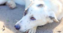 Peste 350 de căței își așteaptă stăpânii la adăpostul public de animale abandonate Constanța