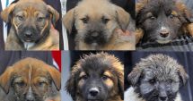 Stire din Social : Adoptaţi un cățel! Oferiţi-i o șansă la o viață mai bună!
