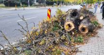 Stire din Social : Copacii de pe strada Decebal, tăiaţi pentru continuarea lucrărilor de reabilitare termică