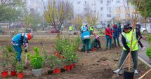 Stire din Social : Noi arbori și arbuști ornamentali îmbogățesc peisajul cartierului Inel II