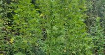 Stire din Eveniment : Cultură de cannabis descoperită în mijlocul pădurii