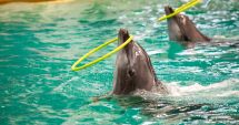 Stire din Social : Delfinariul intră în revizie tehnică, până pe 20 aprilie