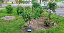 Stire din Social : Campania de deratizare continuă până pe 20 mai. Capcane pentru rozătoare în tot orașul