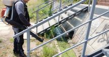 Stire din Social : Au început acțiunile de dezinsecție, în toate cartierele Constanţei