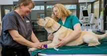 Stire din Social : Locuri de muncă în străinătate pentru români. Veterinarii, la mare căutare
