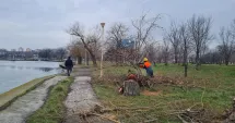 Stire din Social : Zeci de copaci din parcul Tăbăcărie, sub drujbă. Oamenii plâng, autoritățile promit