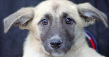 Stire din Social : Gioconda îşi aşteaptă familia. Nu vreţi s-o adoptaţi?