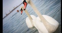 Stire din Social : Alertă de gripă aviară H5N1 la o lebădă găsită moartă în Portul Constanța