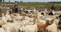 Stire din Social : Oile și caprele afectate de pestă, în atenția medicilor veterinari
