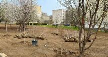 Stire din Social : Parc cu mesteceni, în amintirea persoanelor dragi, decedate, la Constanța